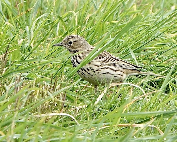 meadow pipit